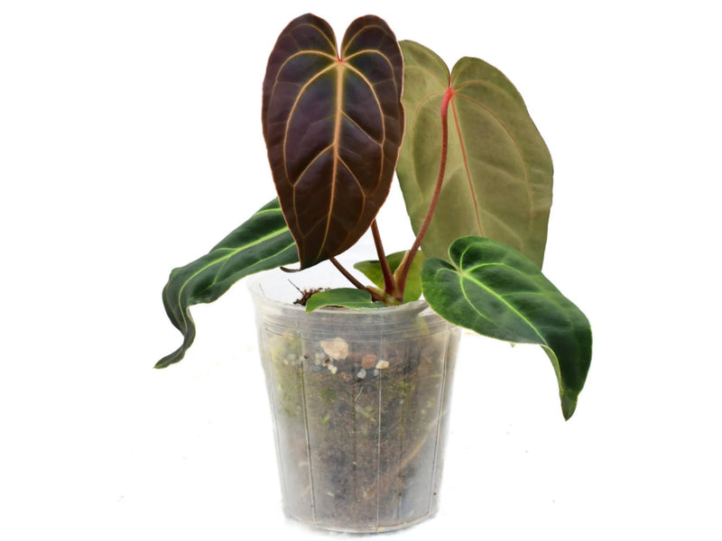 Anthurium Dr. Tom Croat 'Inverse crossing'