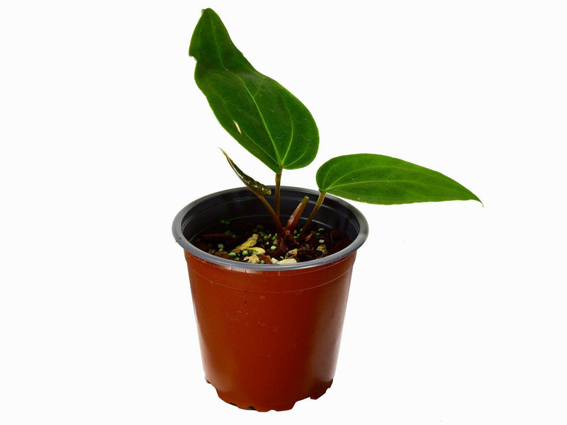 Anthurium Espiritu de Montana