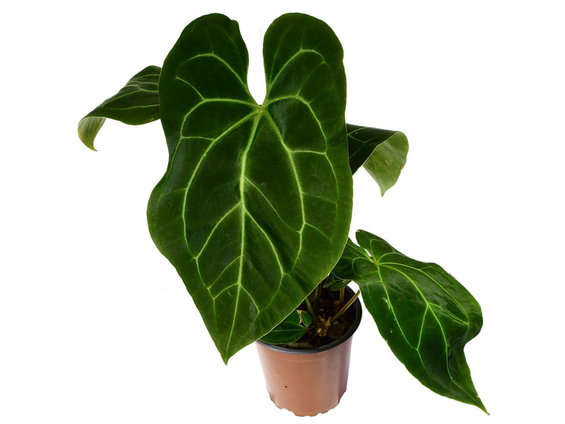 Anthurium Eureka