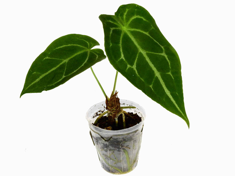 Anthurium Magnificent Silver