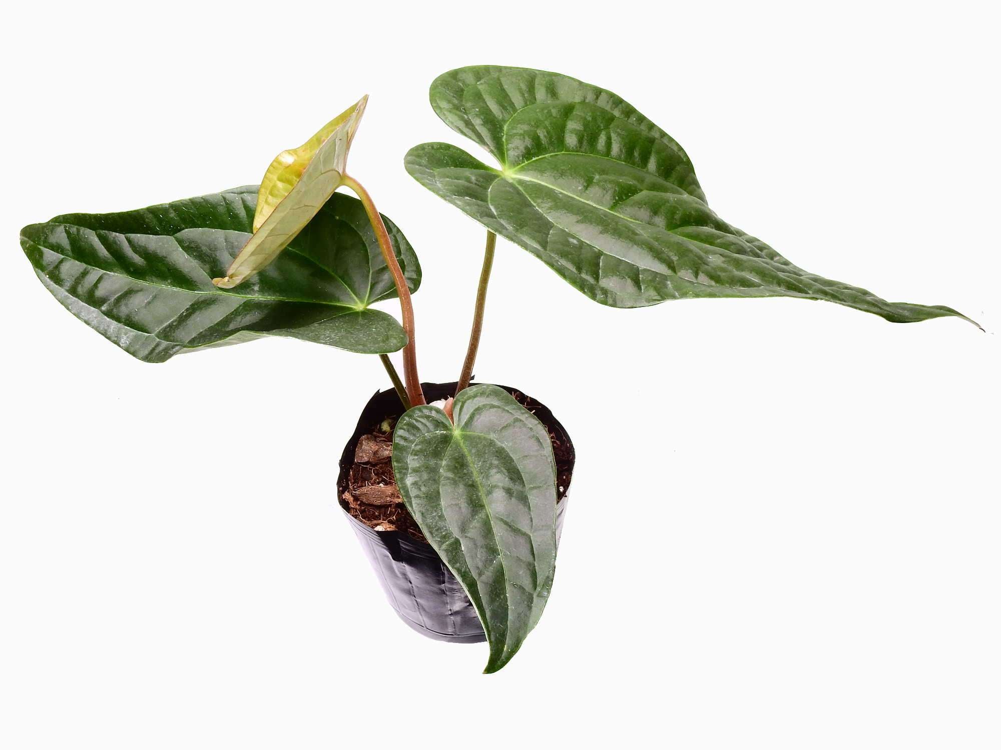 anthurium david portilla dreams Anthurium David Portilla Dreams — Ecuagenera Europe GmbH