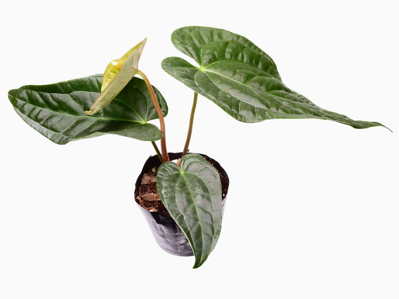 Anthurium David Portilla Dreams