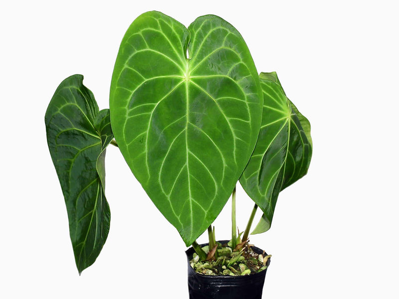 Anthurium Magnificent Silver S