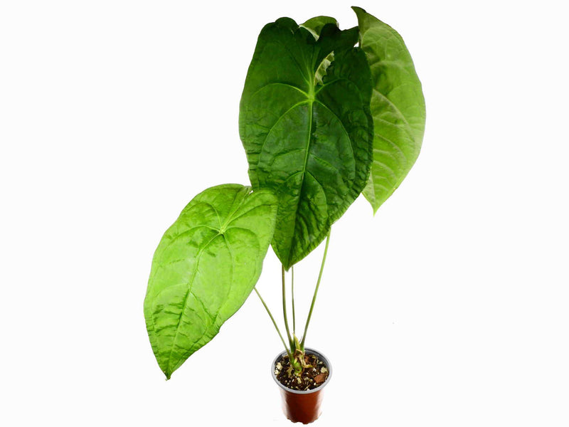 Anthurium Amazon Rabbit