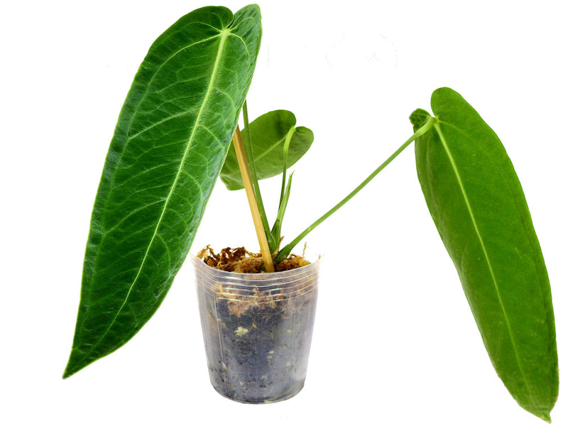 Anthurium Green Savannah