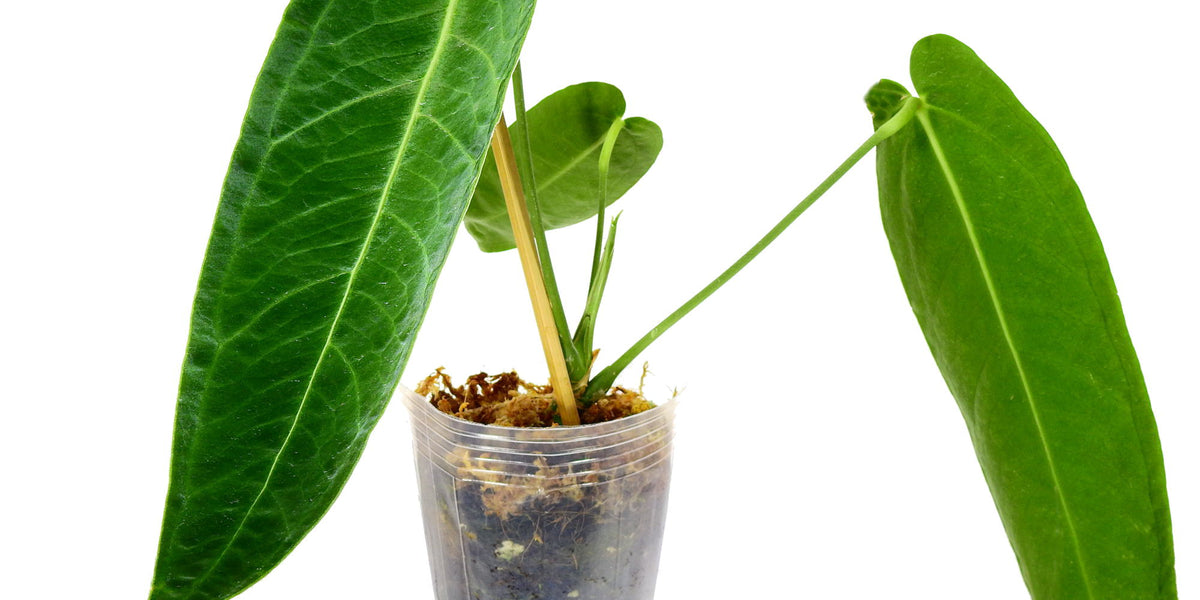 Anthurium Green Savannah  Ecuagenera Europe GmbH