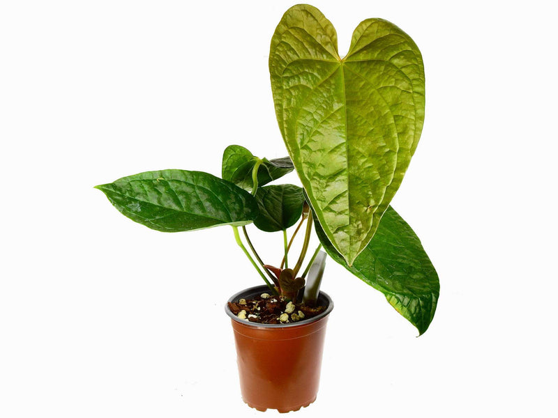 Anthurium Halloween Night