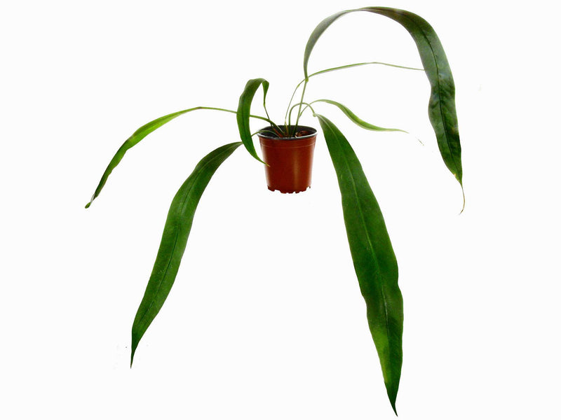 Anthurium Rasta Girl