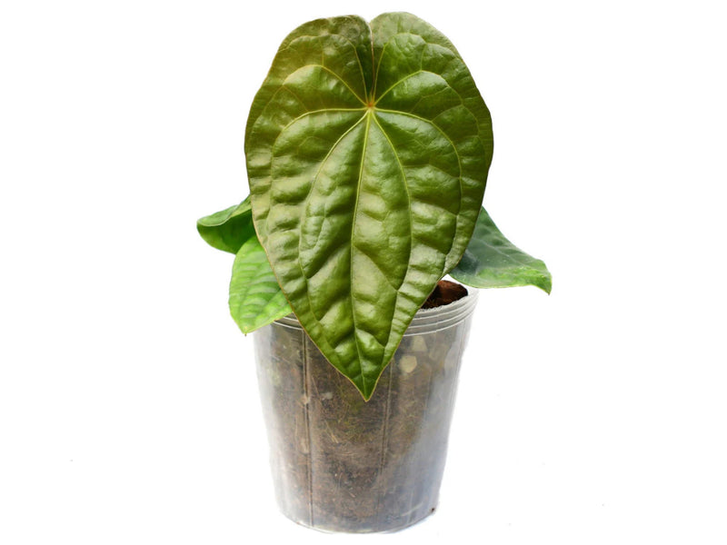 Anthurium Luxury Dress