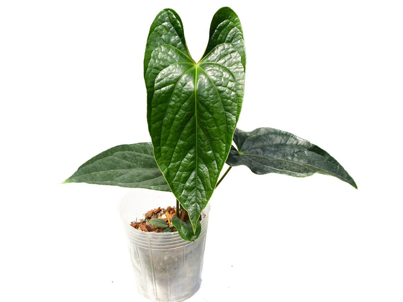 Anthurium Luxury Jungle 'Inverse crossing'