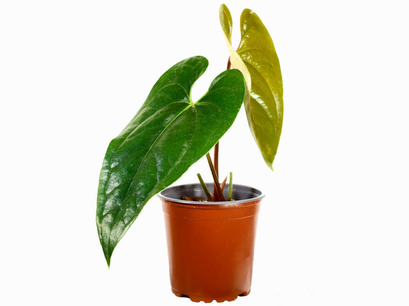 Anthurium Luxury Dreams