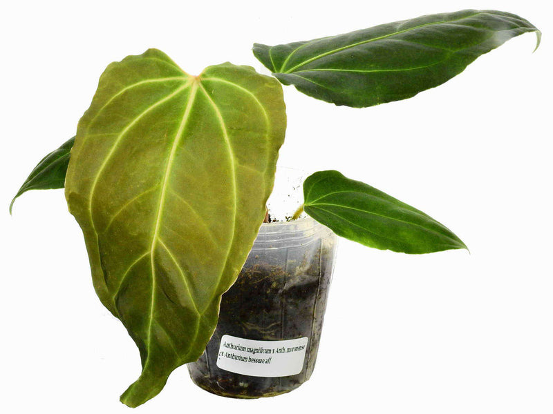 Anthurium Cuyabeno Soul