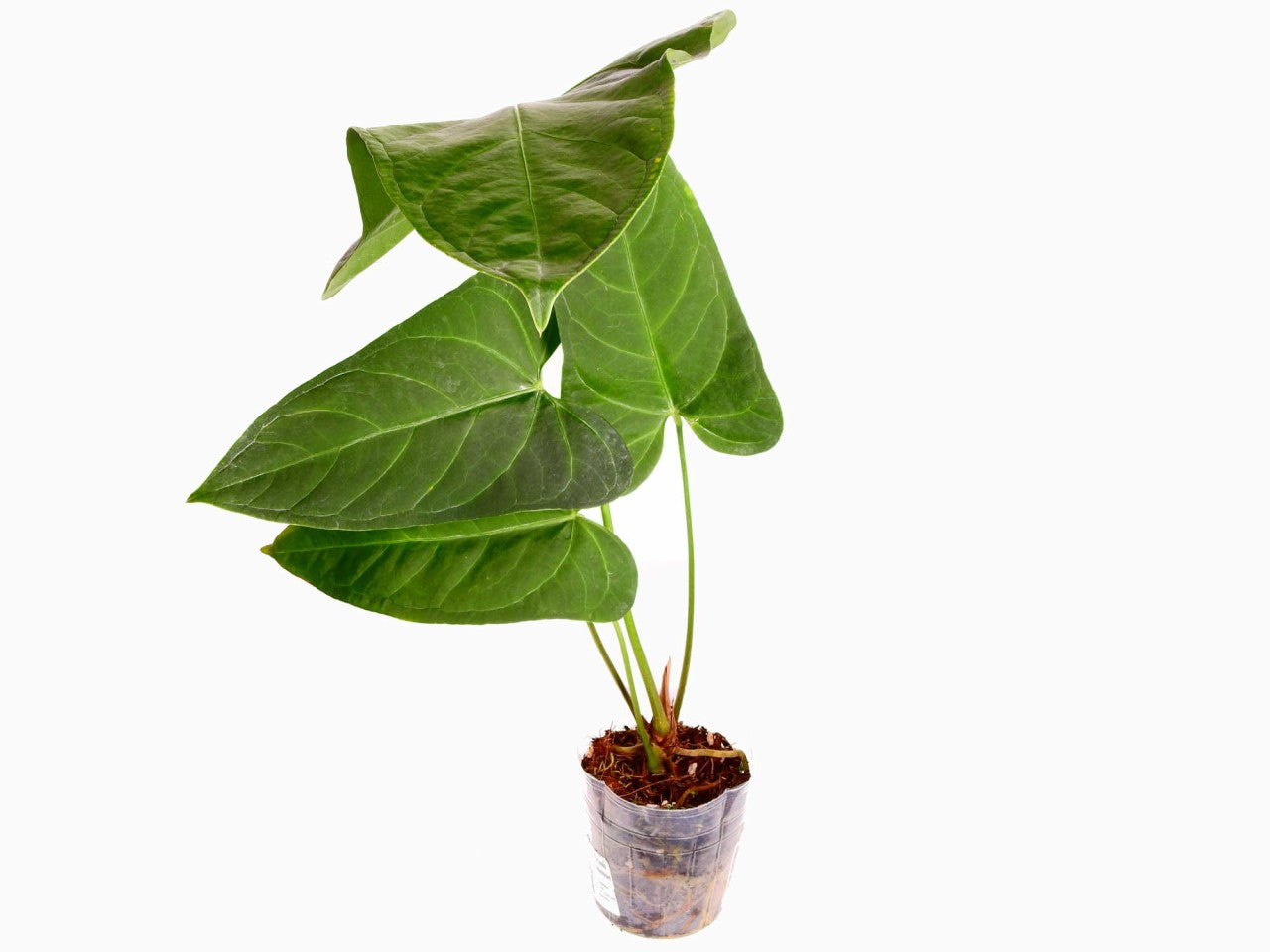 Anthurium Yasuni Heart — Ecuagenera Europe GmbH