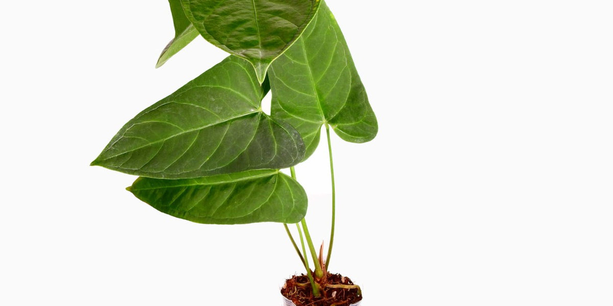 Anthurium Yasuni Heart — Ecuagenera Europe GmbH