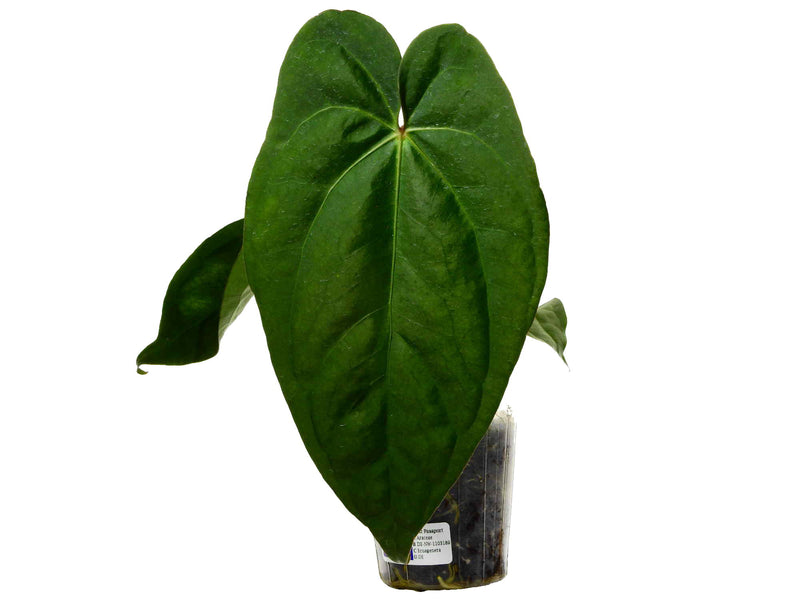 Anthurium Amazon Fox 'Inverse'
