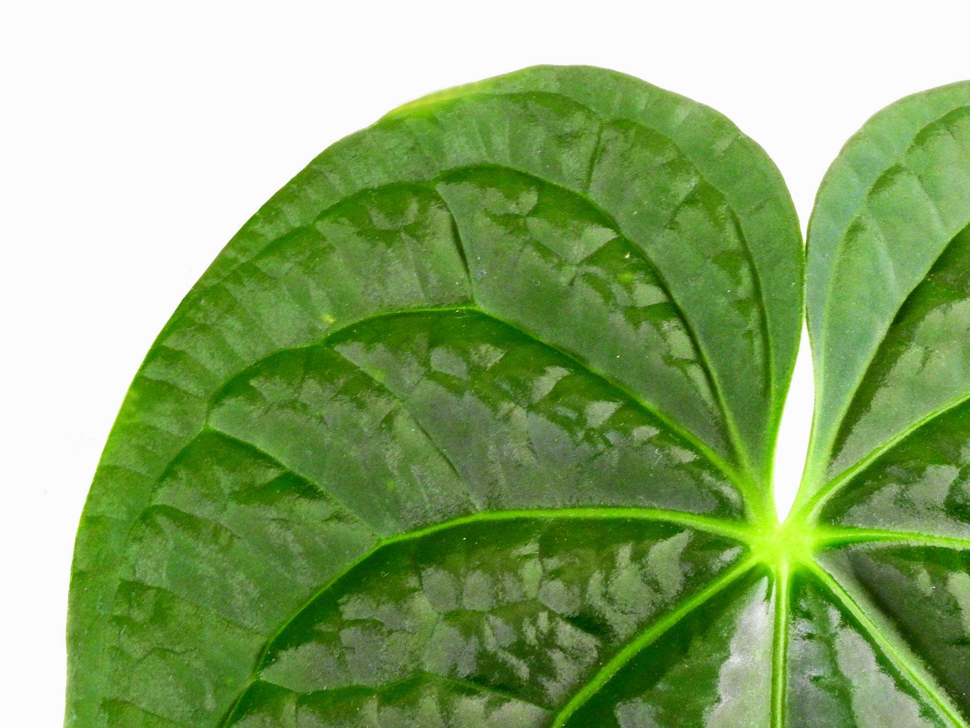 raven soul anthurium Anthurium Raven Soul — Ecuagenera Europe GmbH