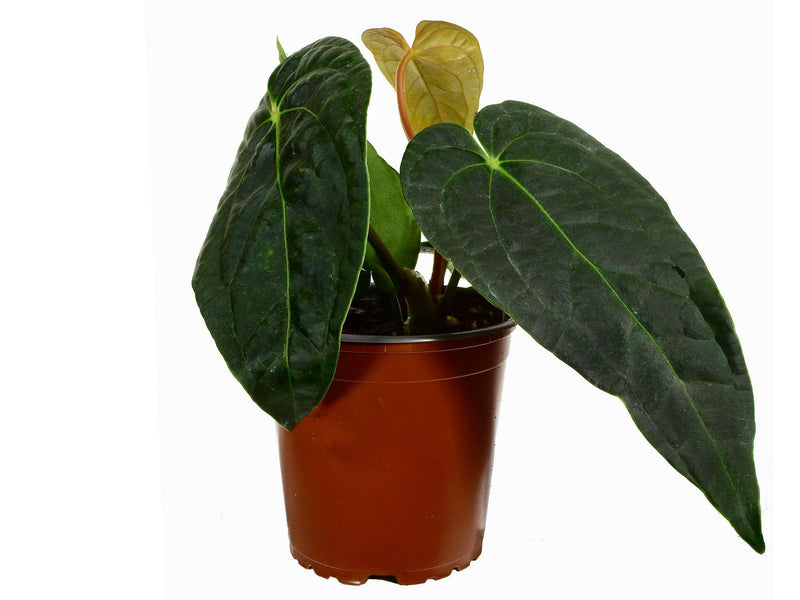 Anthurium Black Diamond 'Inverse crossing'