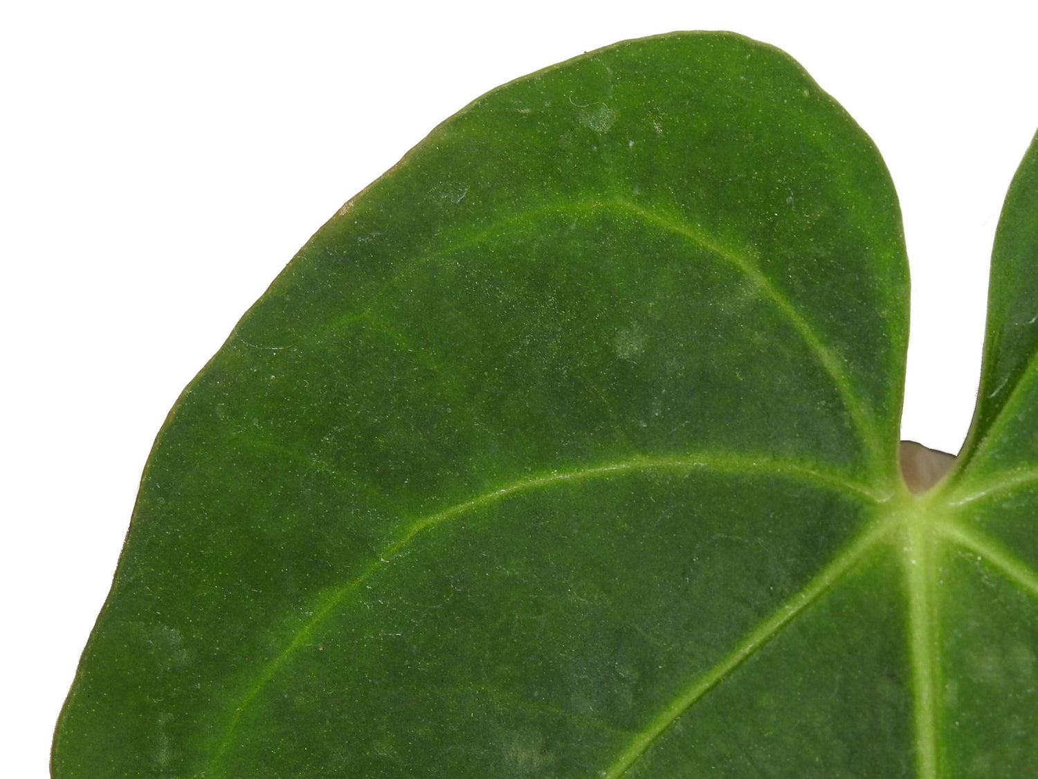 anthurium rio negro Anthurium Rio Negro — Ecuagenera Europe GmbH