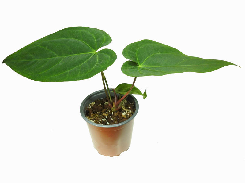 Anthurium Rio Negro