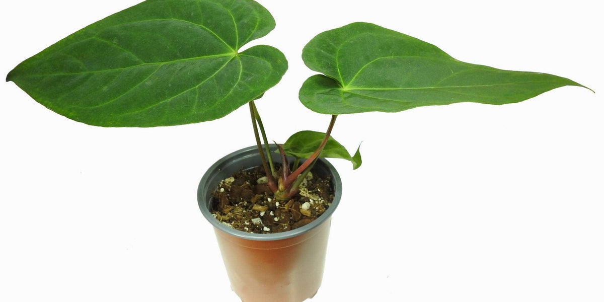 anthurium rio negro Anthurium Rio Negro — Ecuagenera Europe GmbH