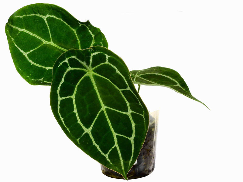 Anthurium Silver Streak