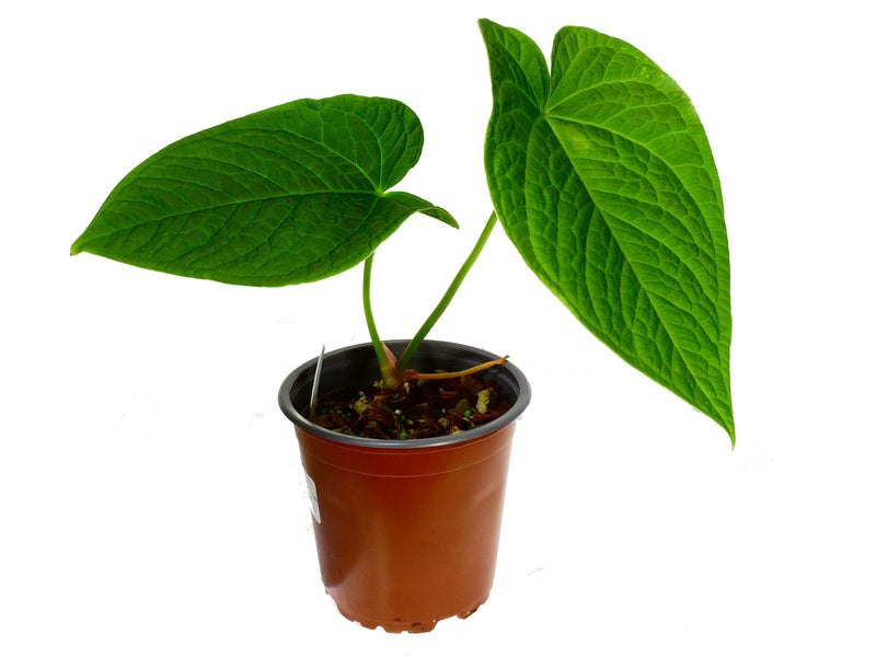 Anthurium Splendid Ivan