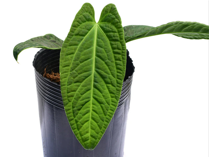 Anthurium Ecuagenera Splendid Queen