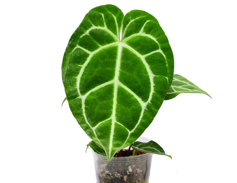 Anthurium Tingo Maria