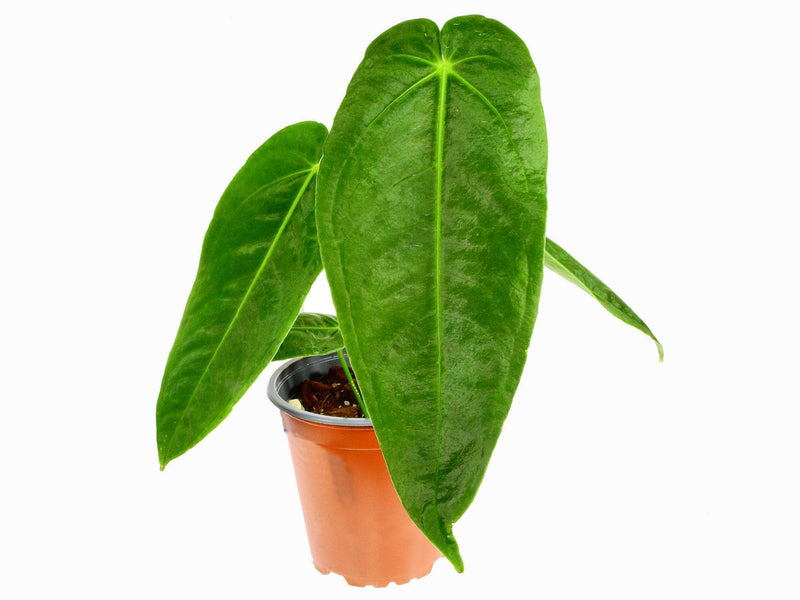 Anthurium Velvety Dream