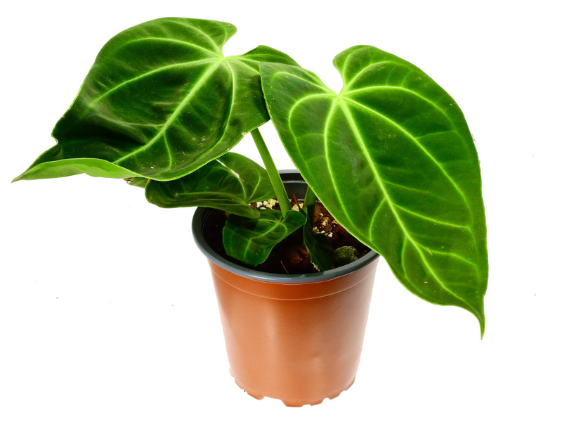 Anthurium Amazon Spirit