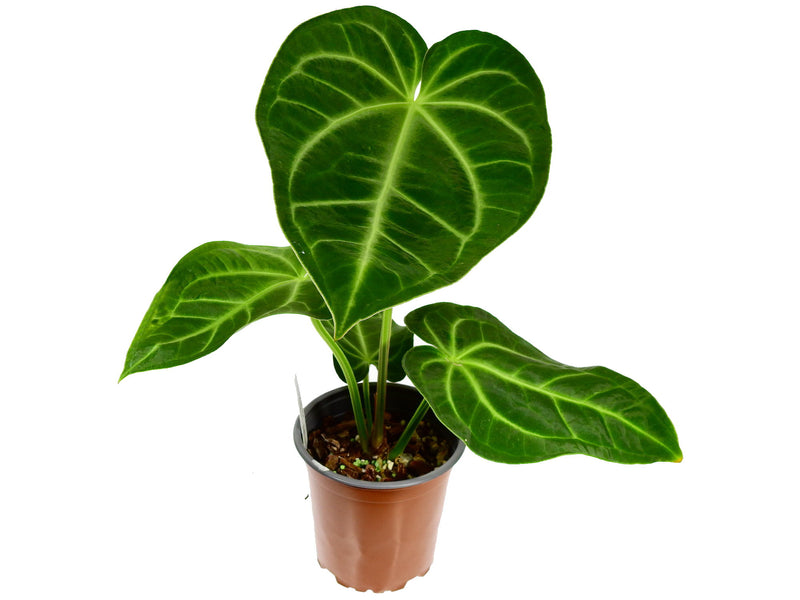 Anthurium (villenaorum x magnificum)