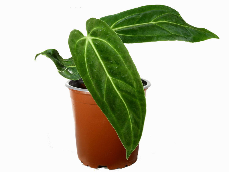 Anthurium Ecuagenera Princess