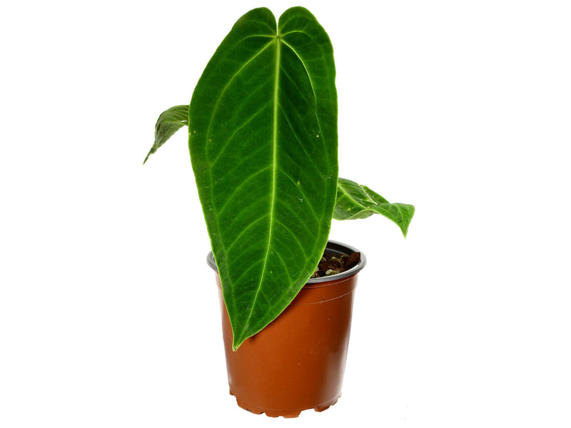 Anthurium Ecuagenera Queen S