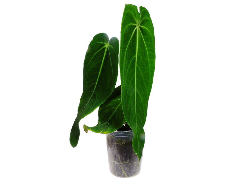 Anthurium Ecuagenera Queen