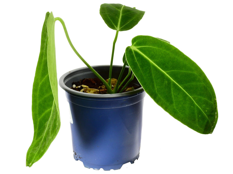 Anthurium Ecuagenera Queen 'Inverse' S