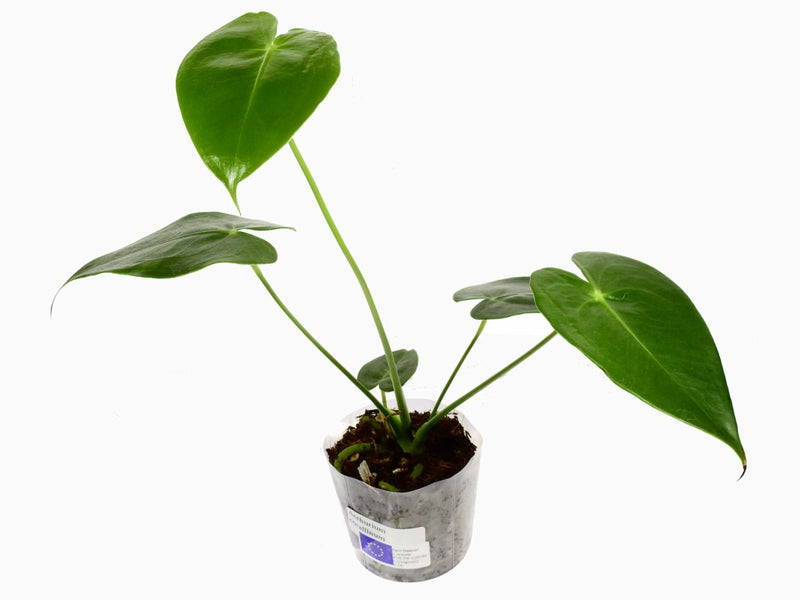 Anthurium corallinum