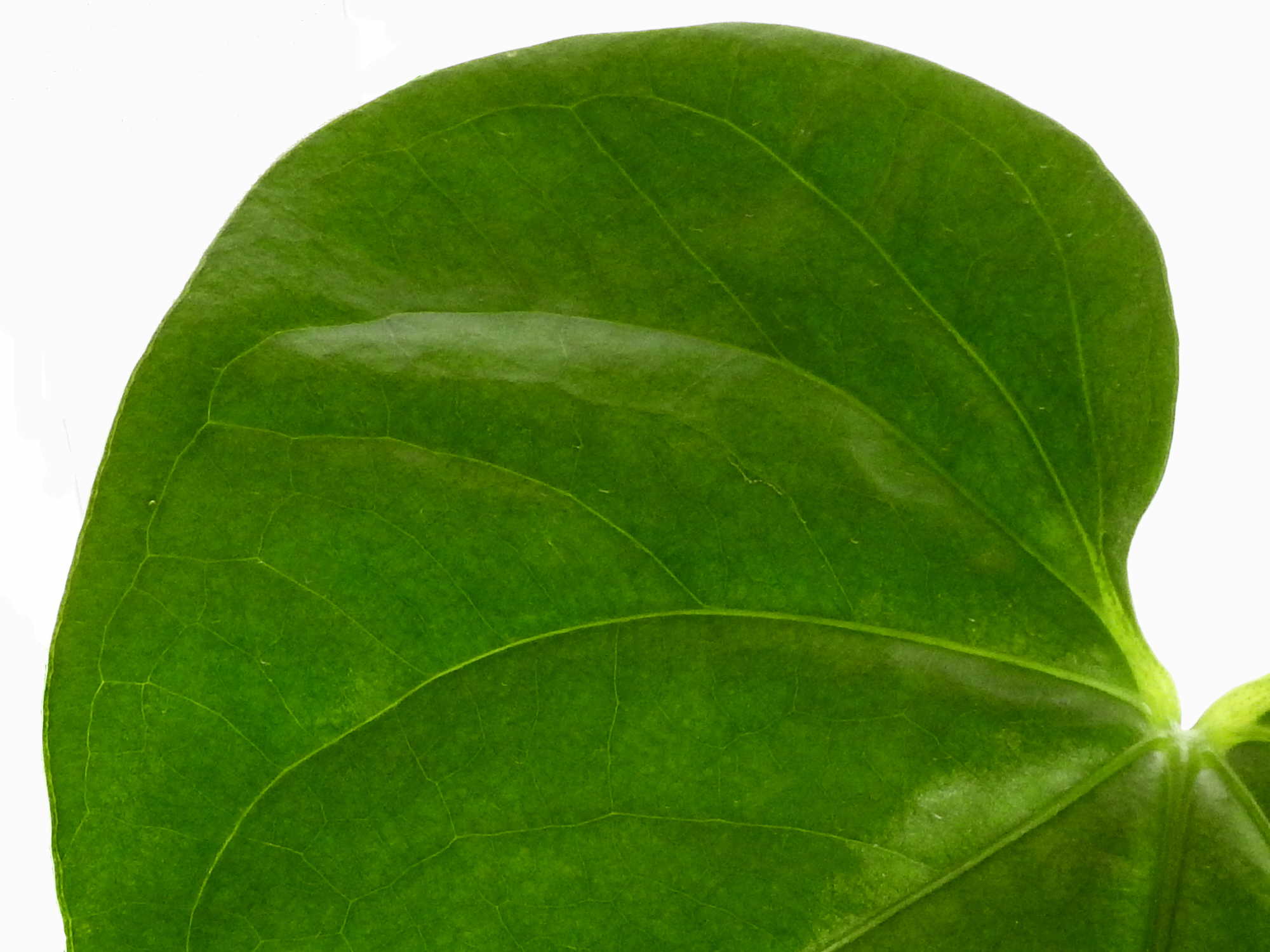 anthurium bullatus Anthurium pandurilaminum — Ecuagenera Europe GmbH