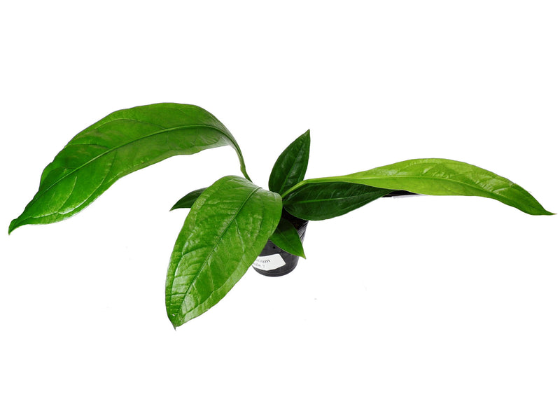 anthurium acaule Anthurium acaule 'No. 7' — Ecuagenera Europe GmbH