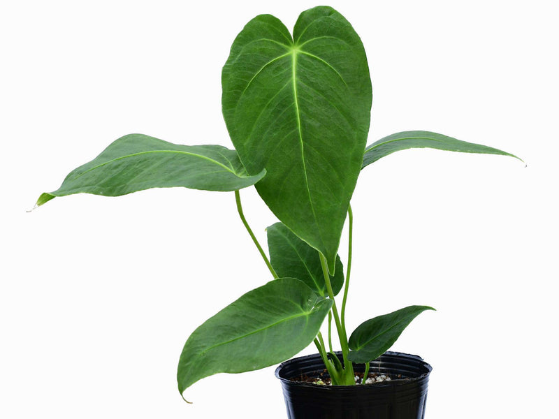 Anthurium angamarcanum 'no. 1'