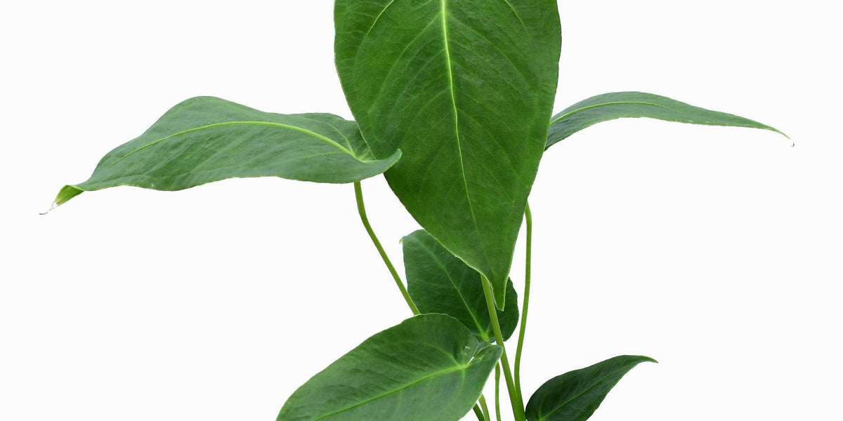 anthurium angamarcanum 1 Anthurium angamarcanum 'no. 1' — Ecuagenera Europe GmbH