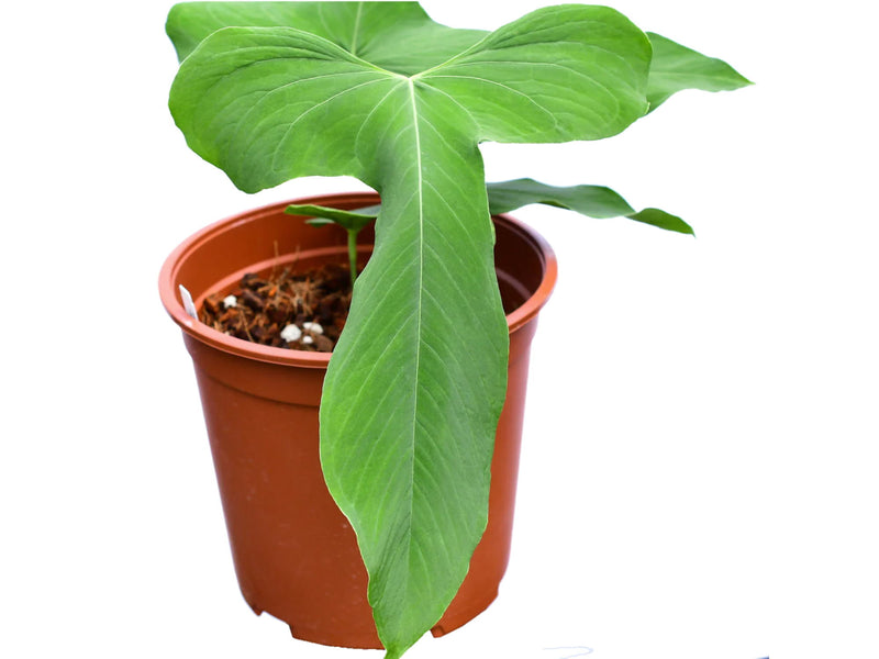 Anthurium argyrostachyum 'Goat'