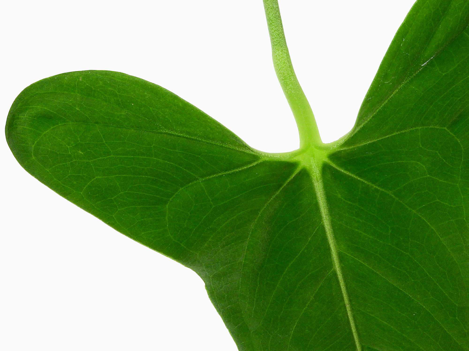 Anthurium argyrostachyum 'Velvety' — Ecuagenera Europe GmbH