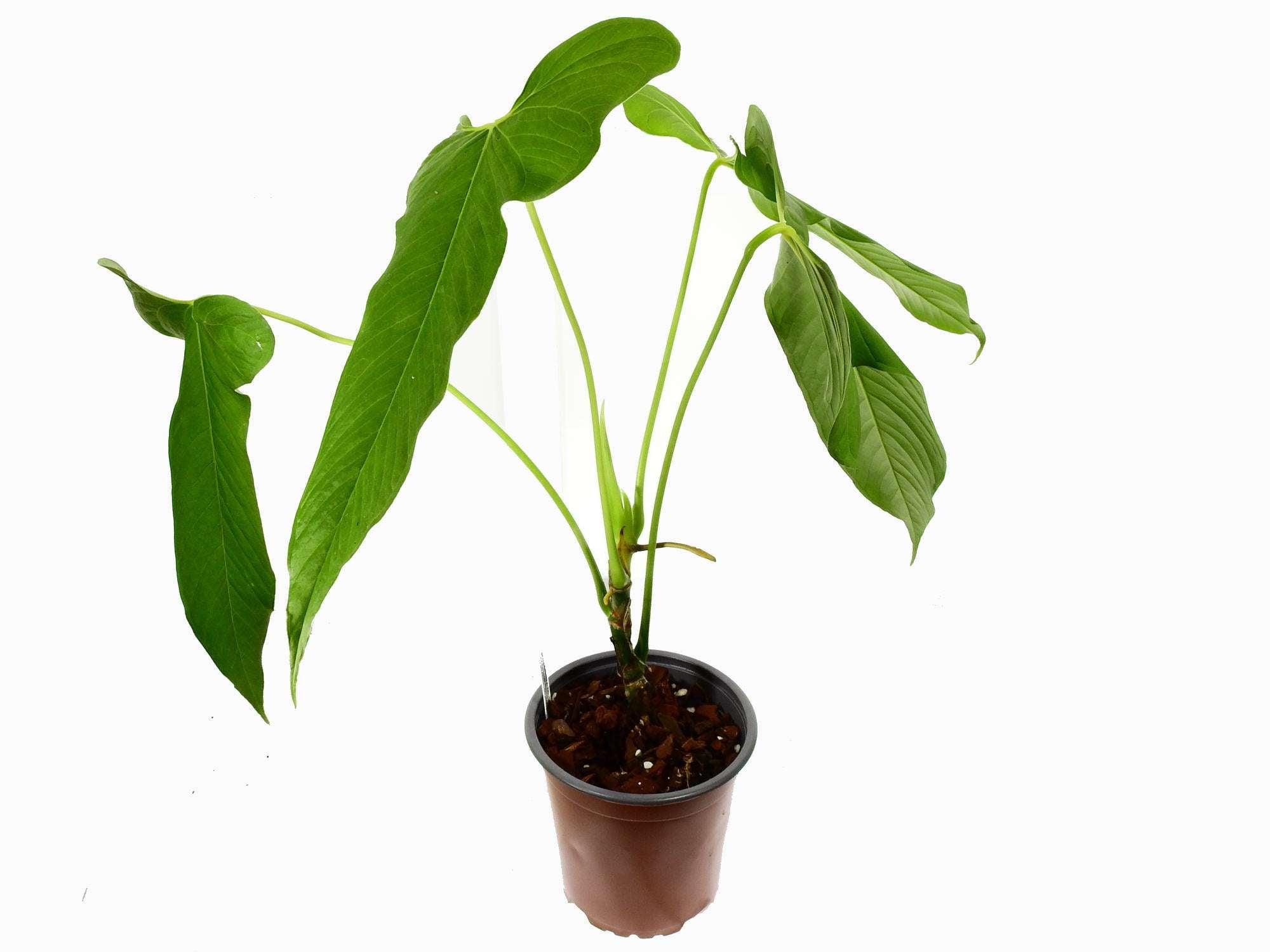 aglaonema ' Aglaonema 'Tigress' main image 1
