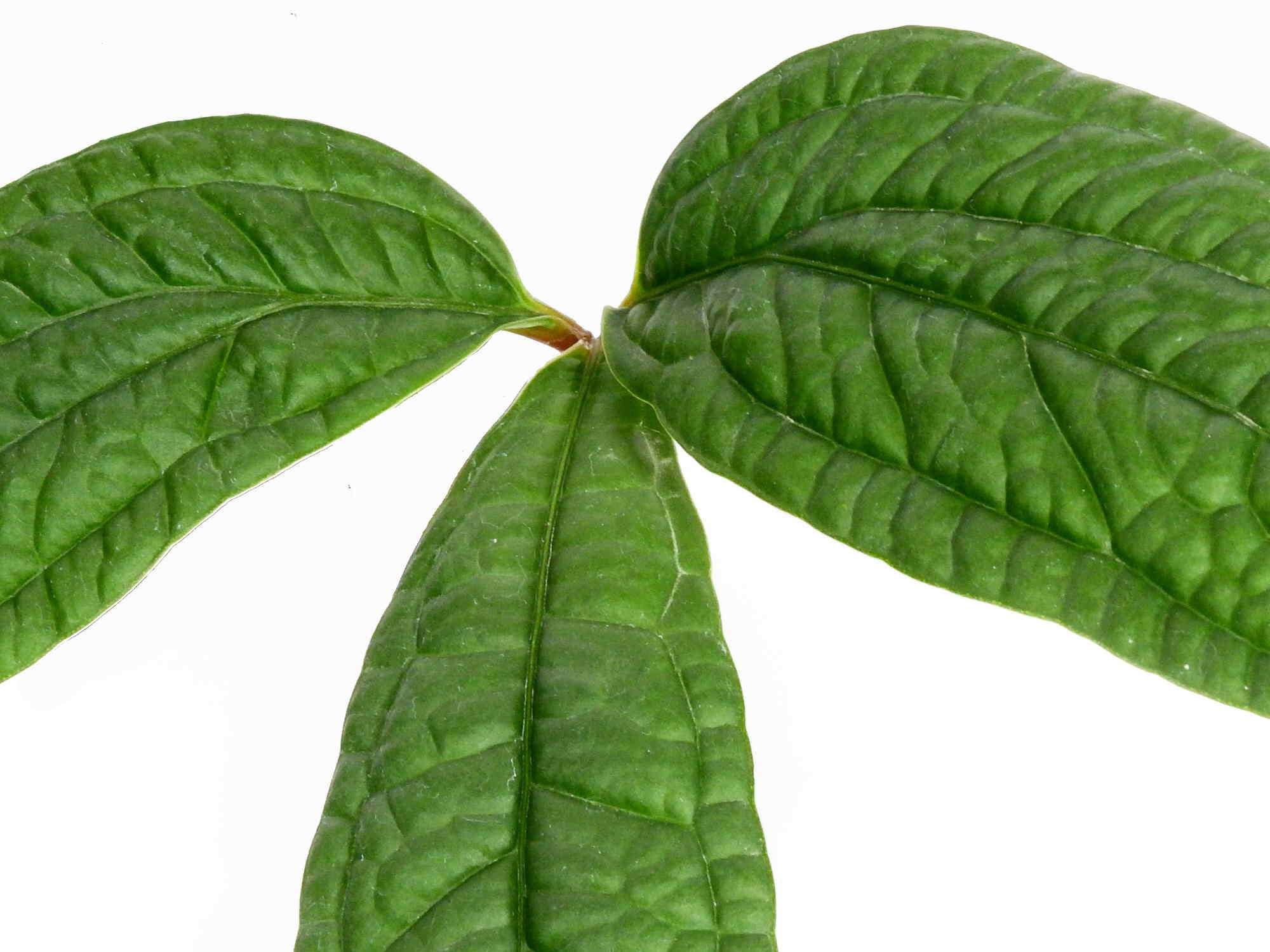 anthurium arisaemoides Anthurium arisaemoides — Ecuagenera Europe GmbH