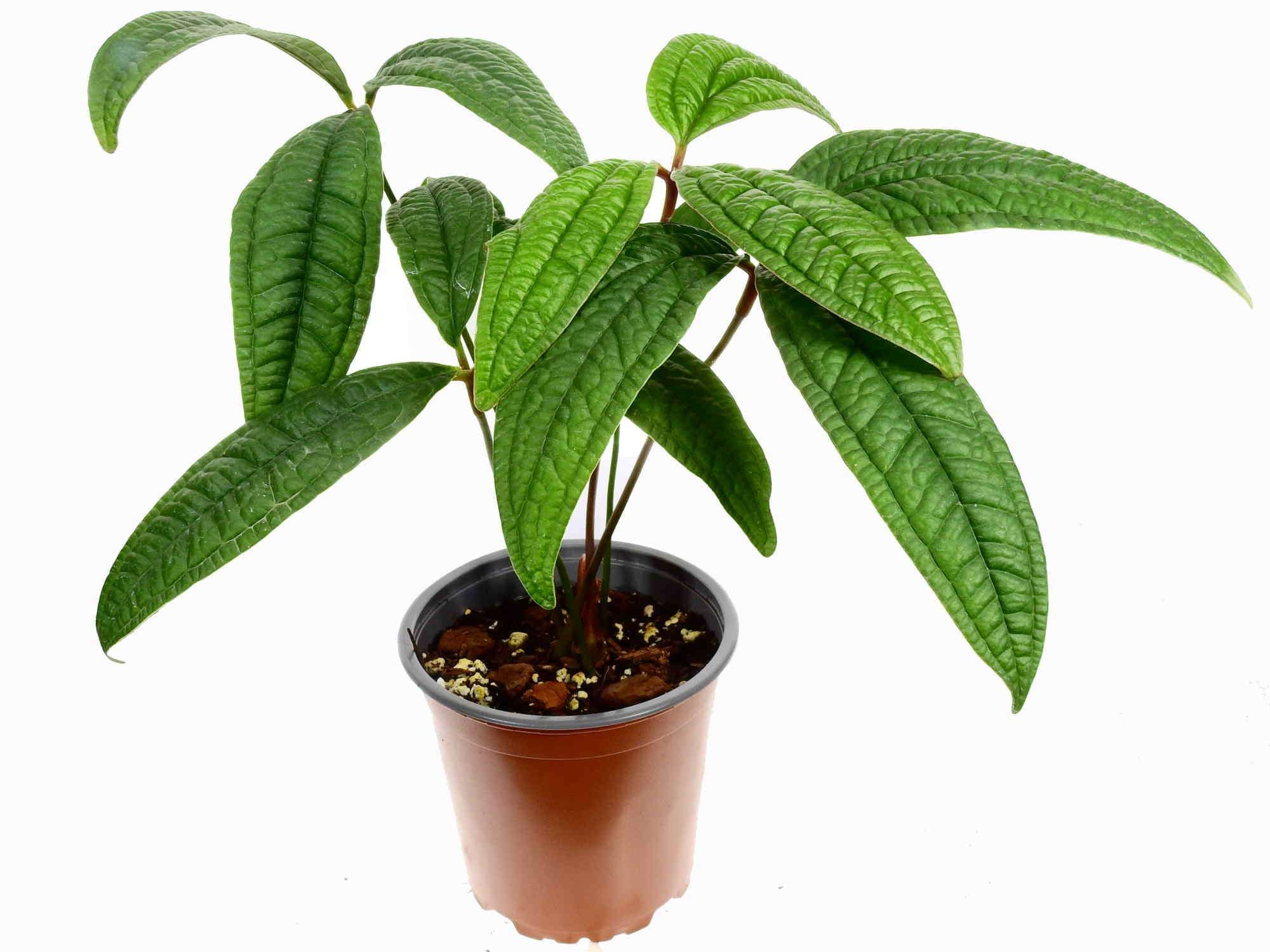 Anthurium arisaemoides  Ecuagenera Europe GmbH