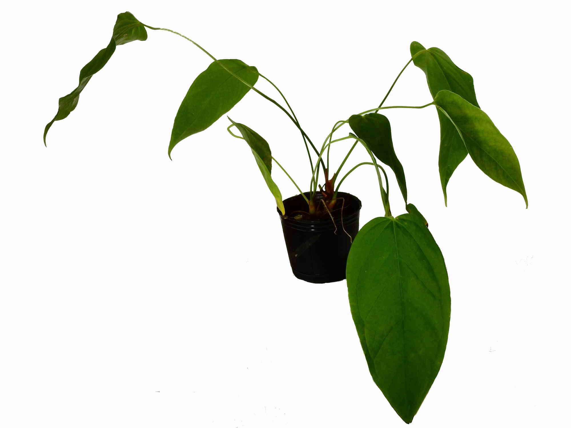 anthurium guildingii Anthurium balaoanum cf. — Ecuagenera Europe GmbH