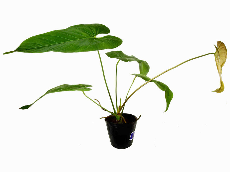 anthurium guildingii Anthurium balaoanum — Ecuagenera Europe GmbH