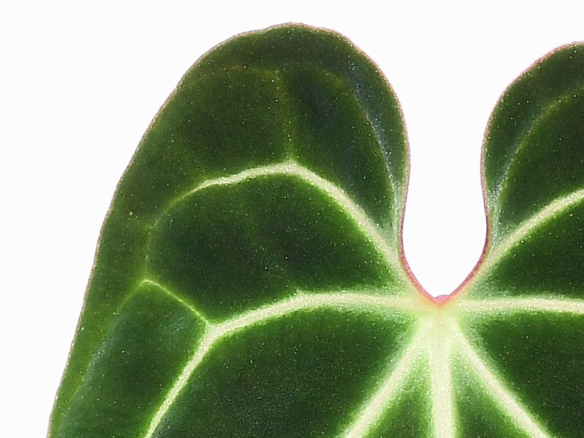anthurium cf besseae green Anthurium besseae cf — Ecuagenera Europe GmbH