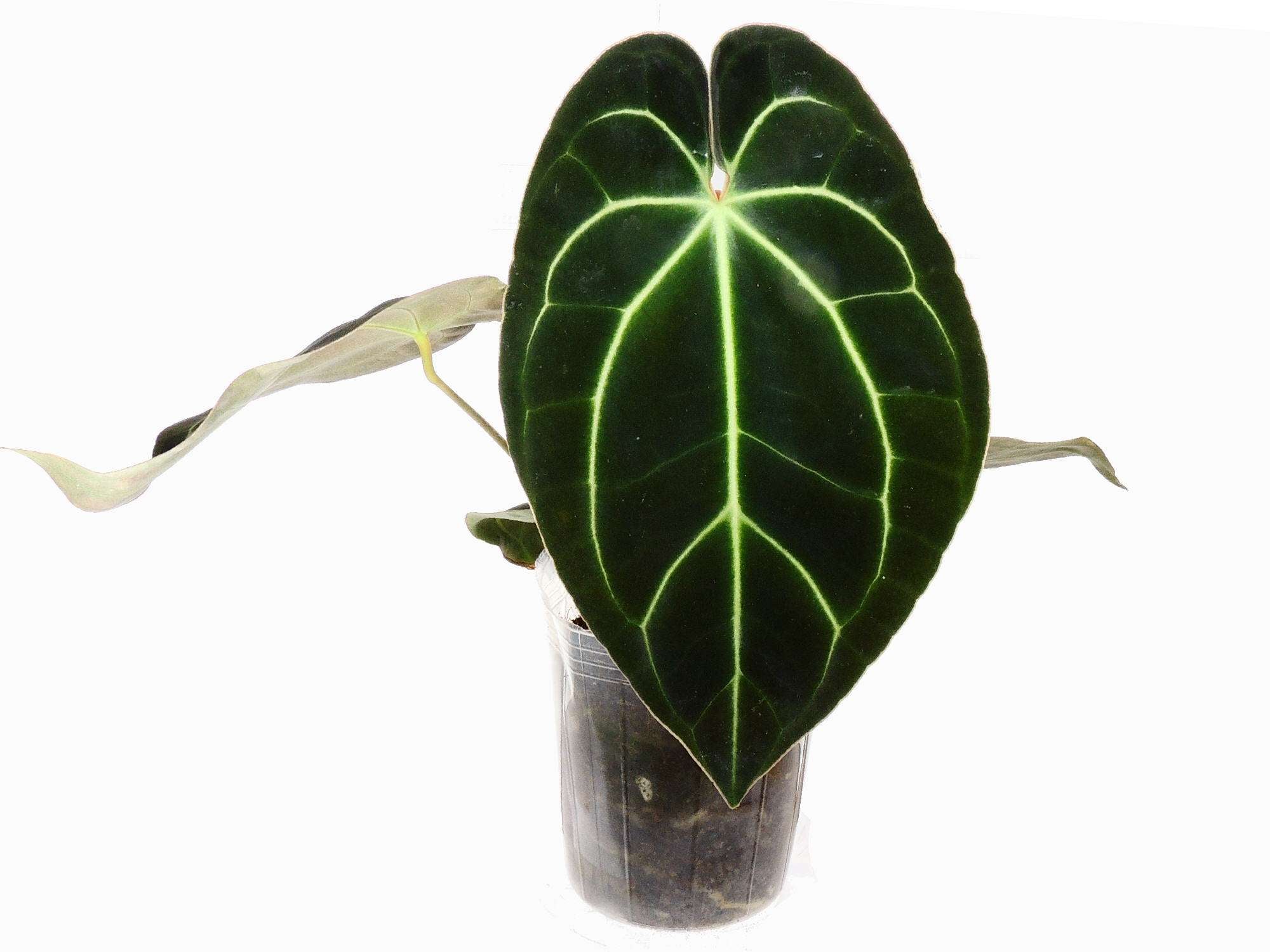 anthurium cf besseae green Anthurium besseae cf — Ecuagenera Europe GmbH