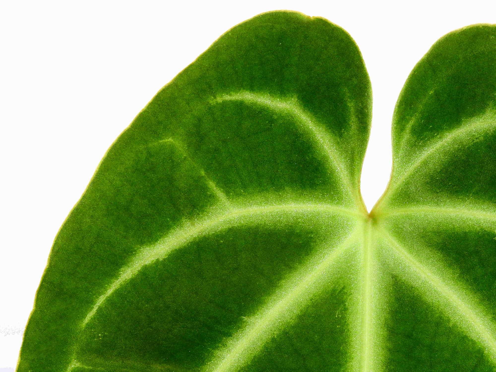 anthurium cf besseae natenza Anthurium besseae cf M — Ecuagenera Europe GmbH